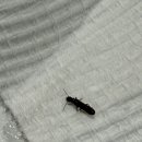 이 벌레 뭐예요? 아시는분 ㅠㅠ 이미지