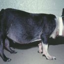 우리들동물병원 이미지