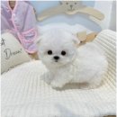 비비퍼피 강아지분양 일산점 이미지