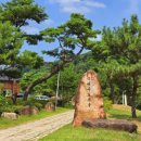 은해사 벚꽃길 이미지