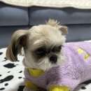 보듬 반려견미용실 이미지