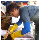 11월5일. 중국산 생물홍어. 황석어. 활전어, 무안뻘낙지 이미지