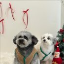 그루밍 멍 이미지