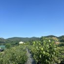 안빵푸드 이미지