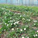 하얀농장 이미지