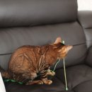 소유뱅갈캐터리