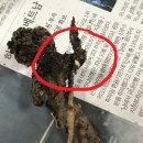 펀드 작약 정착기 이미지