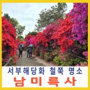 강진신발 | 강진 남미륵사 서부해당화와 철쭉이 아름다운 봄꽃 명소 후기