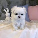 애니멀즈 강아지분양 고양이분양 대전점 이미지