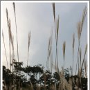 드림파크 가을 꽃밭 개방’ 행사 2011.10.07(금) ~ 10.23(일) (17일간) 이미지