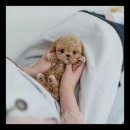 유앤미펫 고양이분양 강아지분양 인천본점 이미지