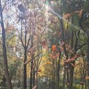 원대 수목원 이미지