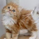 김포고양이분양 맘스캣 이미지