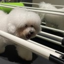 소노펫 스쿨 이미지