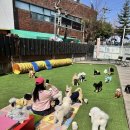 퍼피스테이 | 퍼피스테이 반려동물 맡길 곳, 여기 진짜 괜찮을까?