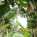 스위트몽키(SWEETMONKEY)