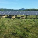 방목태양광발전소 이미지