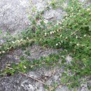 낙동강변15 이미지