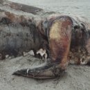 해변가에서 발견된 괴사체 (플레시오 사우르스?) 이미지