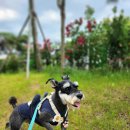 산책가개 이미지