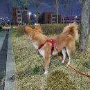 땡큐댕댕 이미지