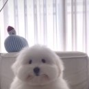 꼬동이네 이미지