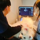 행복한고양이동물병원 | 부산 강아지 고양이 중성화, 비교 끝에 선택받는 동물병원은 &#39;이렇게&#39; 다릅니다