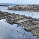 귀덕연대 | [겨울제주서쪽여행] 집의기록상점/신라스테이 플러스 이호테우/아날로그감귤밭/커피냅로스터스제주/도두...