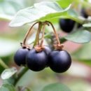 슈퍼베리 이미지