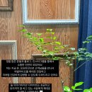 슬림핏찜질카페
