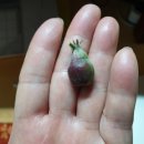 태송농장 이미지