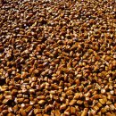 결명자의 효능 이미지