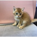 도그메리트 강아지 이미지