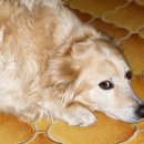 로얄도그 이미지