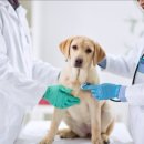 퍼스트동물병원 이미지