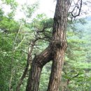 연리목