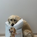 케어앤라이프 | 오가앤리프 골든리트리버 올라이프 케어 &amp; 황태오리말이 솔직후기