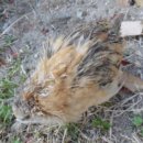 대박이 PC 이미지