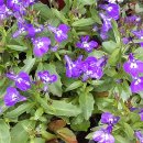 로벨리아 이미지