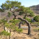 봉학산방의 소나무 특수목 적송 정원수 (대문지기) 이미지