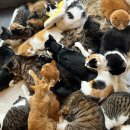 (주)애니멀공화국 이미지