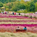 천일홍축제 이미지