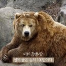 미련곰탱이