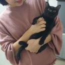 순종봄베이 뱅갈육종원 딥퓨어캐터리 | 봄베이 뱅갈 고양이 전문 브리더 딥퓨어 캐터리 창업 현장 컨설팅 후기