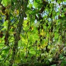 최부선농장 이미지