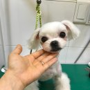 이스턴동물병원 이미지