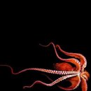 문어다리여덟개 이미지