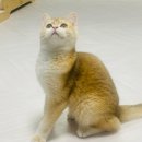 고양이날다 이미지