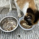 쥬펫코리아 이미지