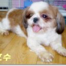 또또와 이미지